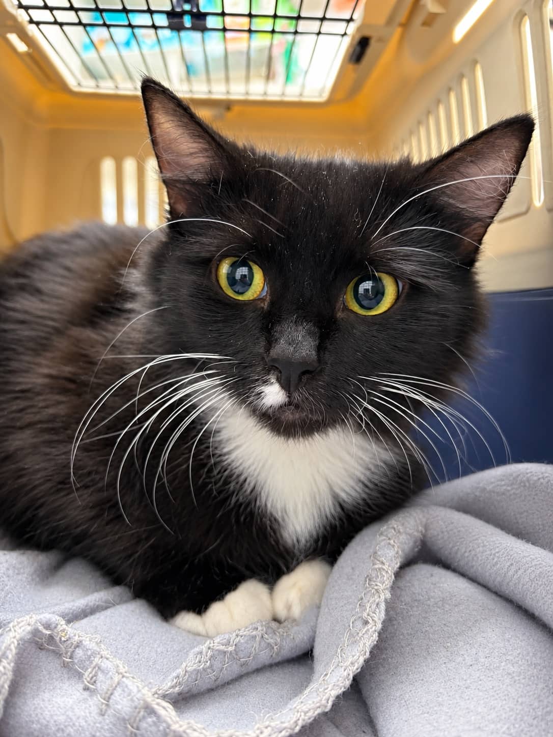 Hades - Domestic Medium Hair cat available for adoption at Sydney Dogs and Cats Home in Sydney