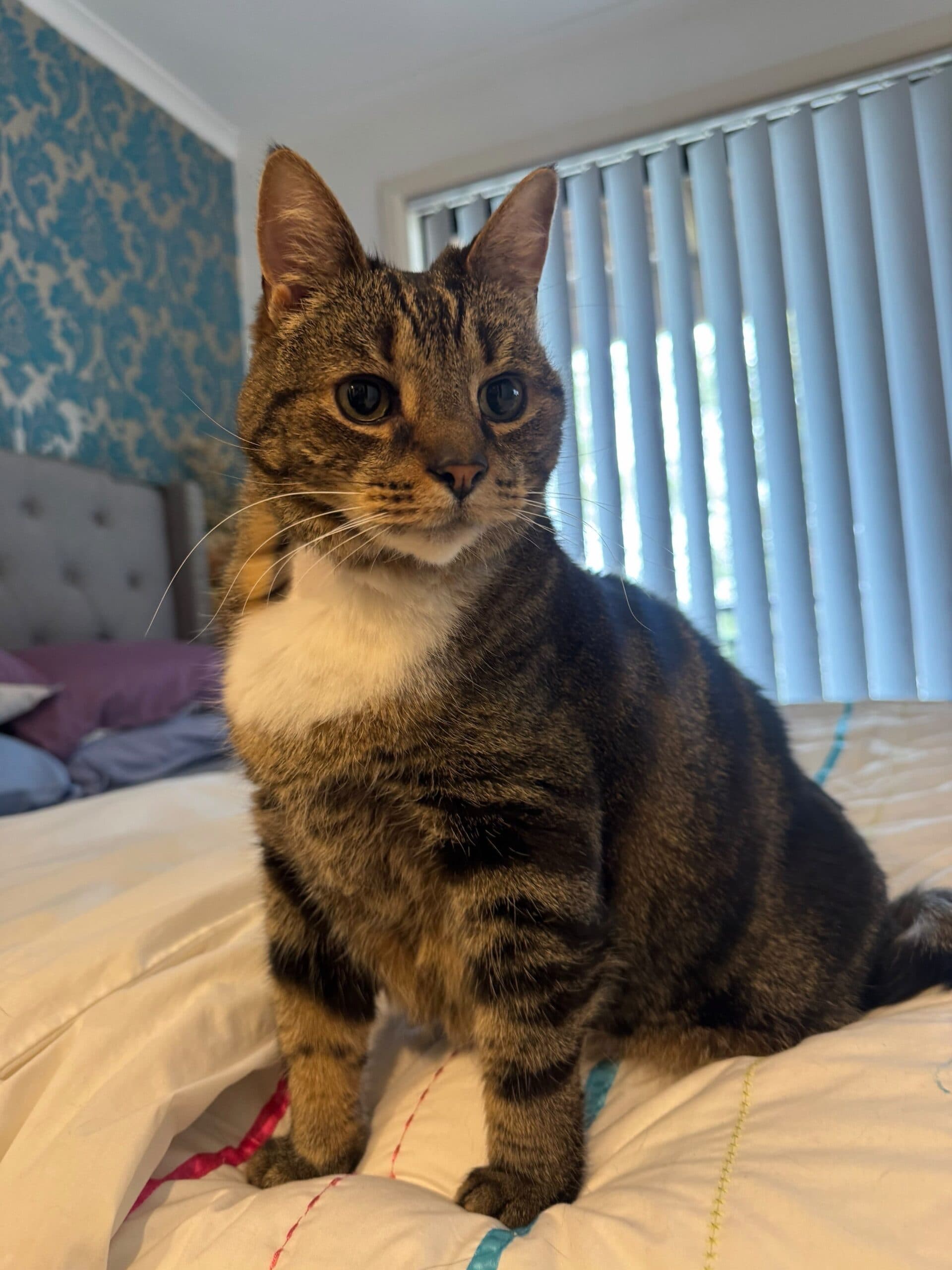 Nemo - Domestic Short Hair cat available for adoption at Sydney Dogs and Cats Home in Sydney