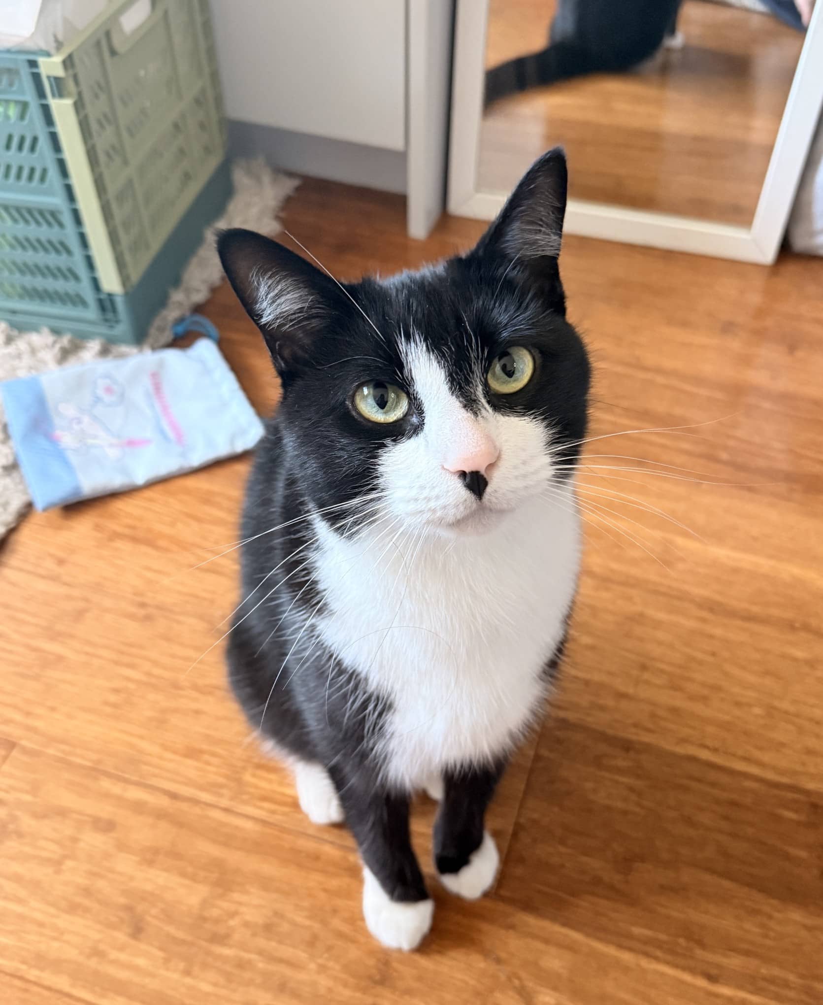 Spade - Domestic Short Hair cat available for adoption at Sydney Dogs and Cats Home in Sydney