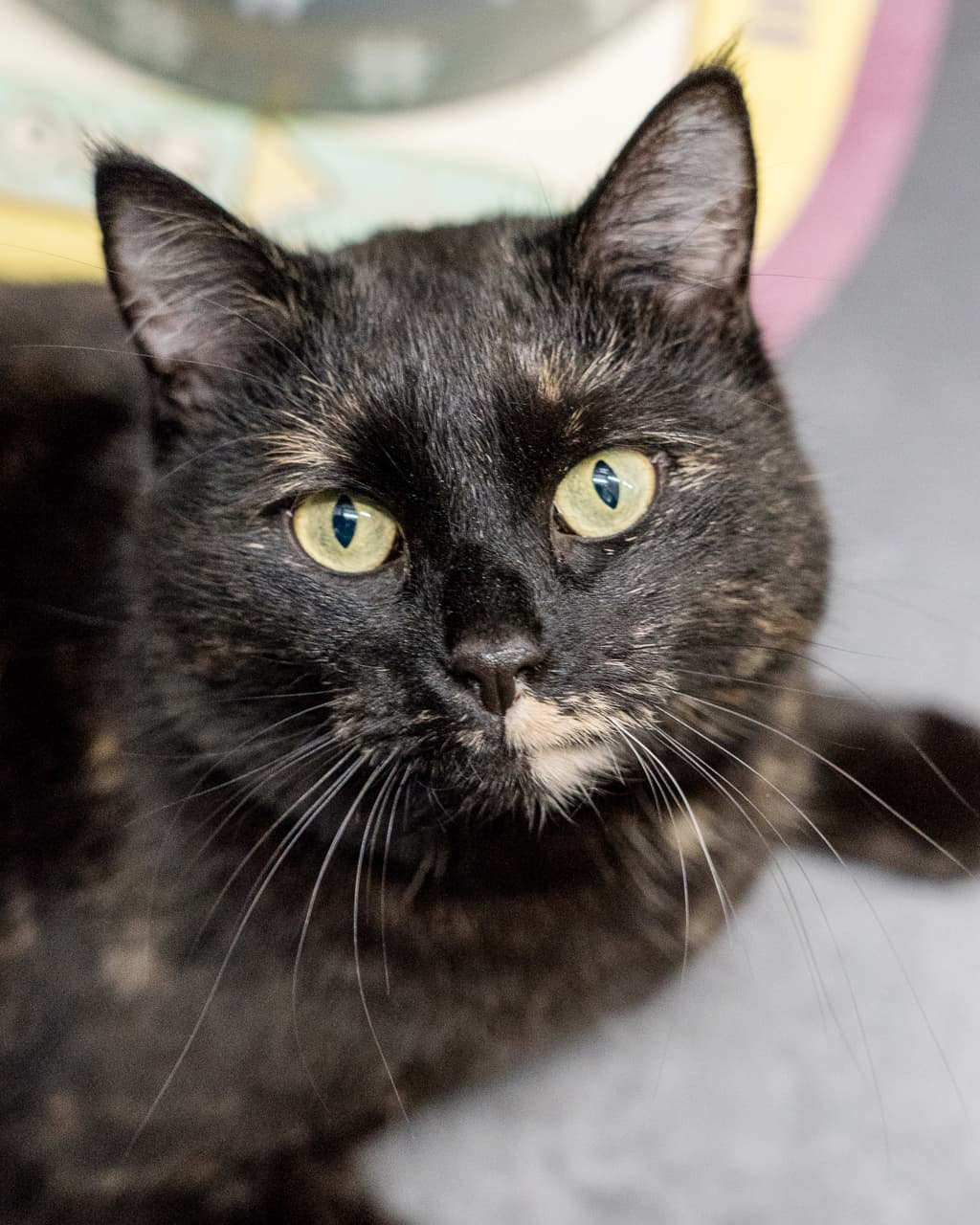 Norma - Domestic Shorthair cat available for adoption in Hobart