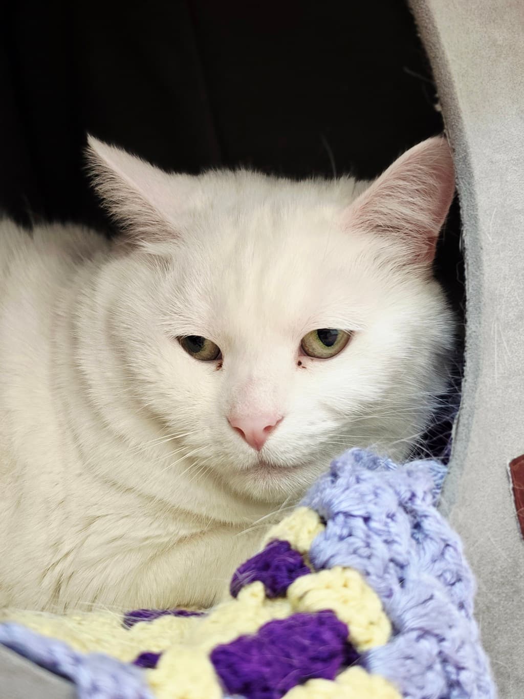 Minerva - Domestic Shorthair cat available for adoption at Ten Lives Cat Centre in Hobart