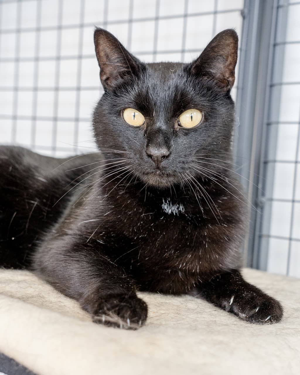 Harold - Domestic Shorthair cat available for adoption in Hobart