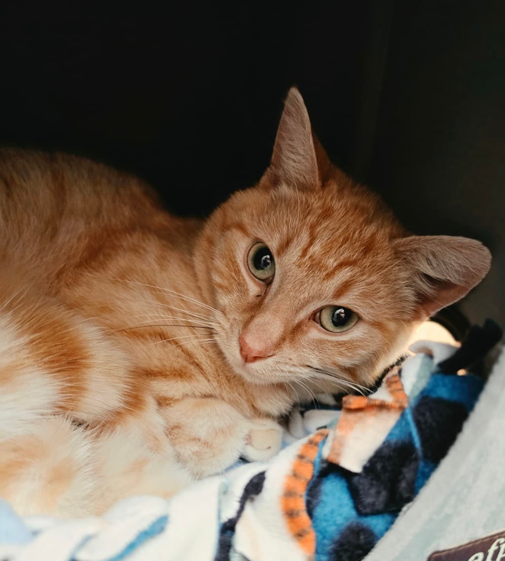 Bonanza - Domestic Shorthair cat available for adoption at Ten Lives Cat Centre in Hobart
