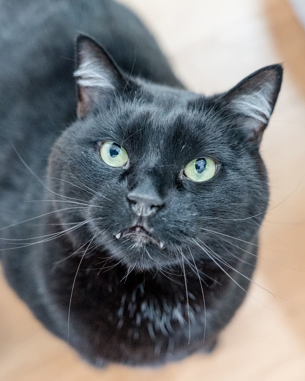 Cedric - Domestic Shorthair cat available for adoption in Hobart