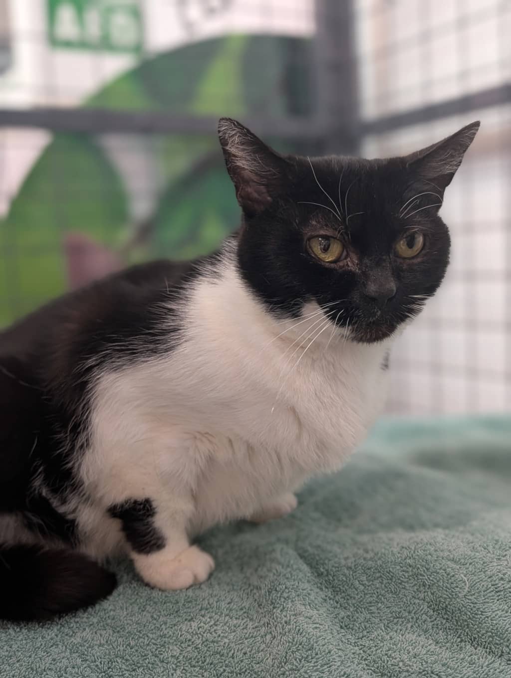Mavis - Domestic Shorthair cat available for adoption at Ten Lives Cat Centre in Hobart