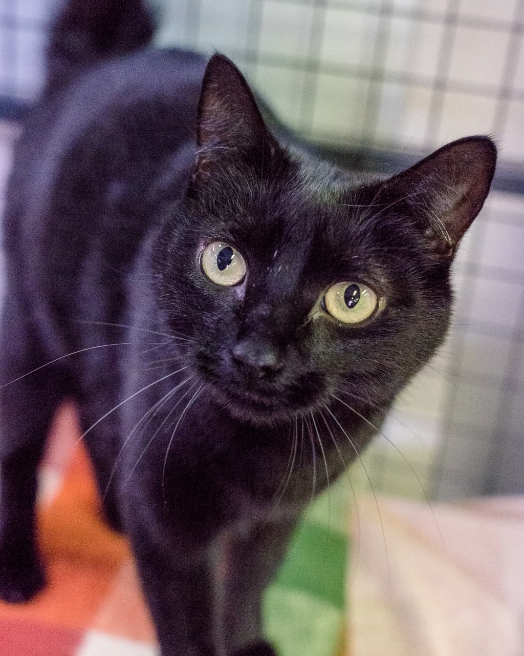 Milly - Domestic Shorthair cat available for adoption in Hobart