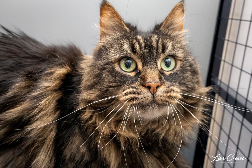 Hattie - Domestic Shorthair cat available for adoption in Hobart