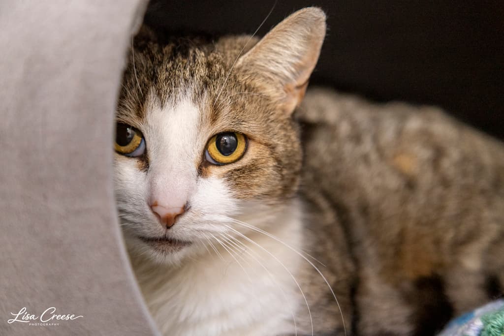 Nellie - Domestic Shorthair cat available for adoption in Hobart