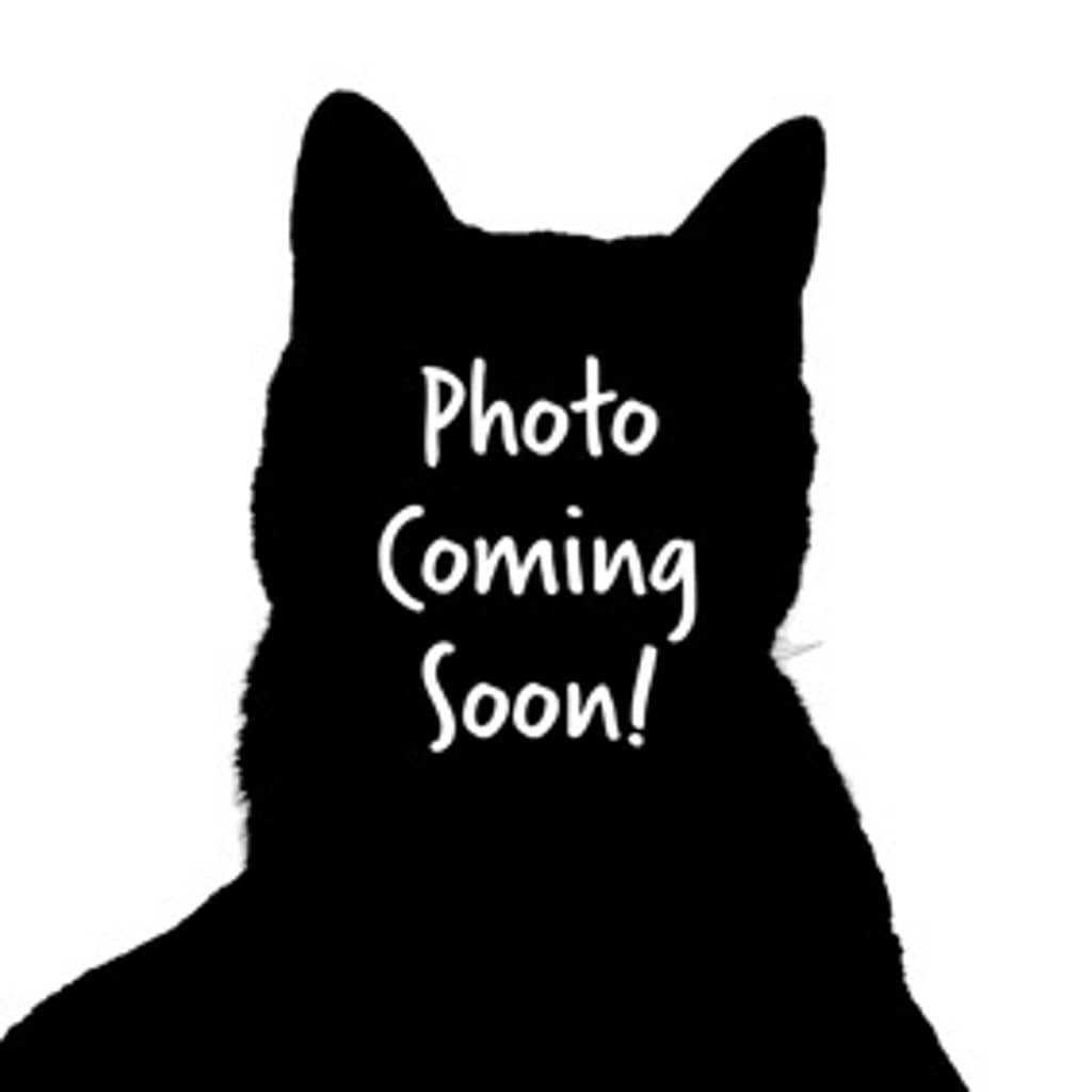 Aspen - Domestic Shorthair cat available for adoption at Ten Lives Cat Centre in Hobart