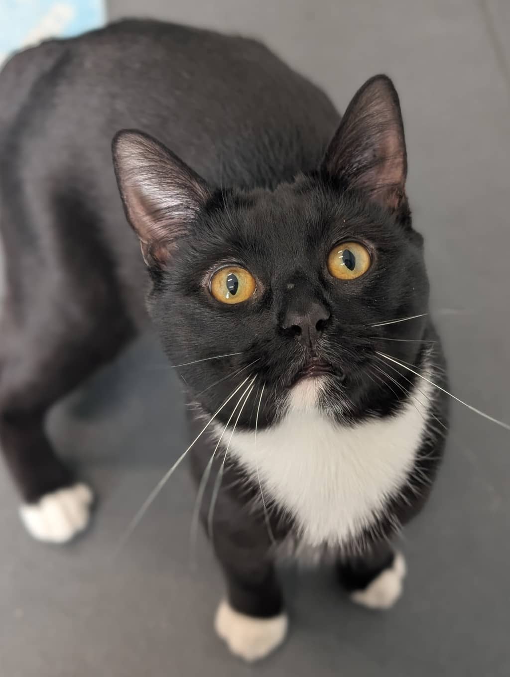 Bear - Domestic Shorthair cat available for adoption at Ten Lives Cat Centre in Hobart