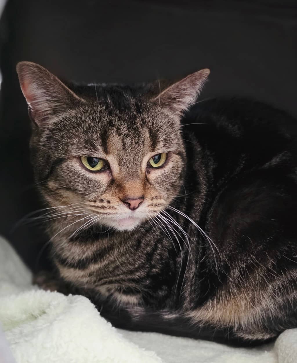 Neptune - Domestic Shorthair cat available for adoption at Ten Lives Cat Centre in Hobart