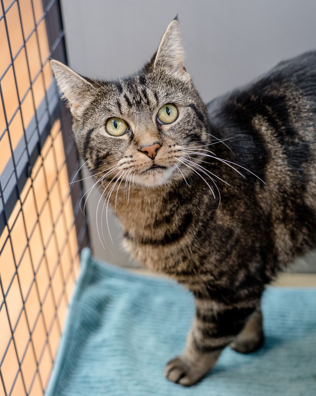 Indi - Domestic Shorthair cat available for adoption in Hobart