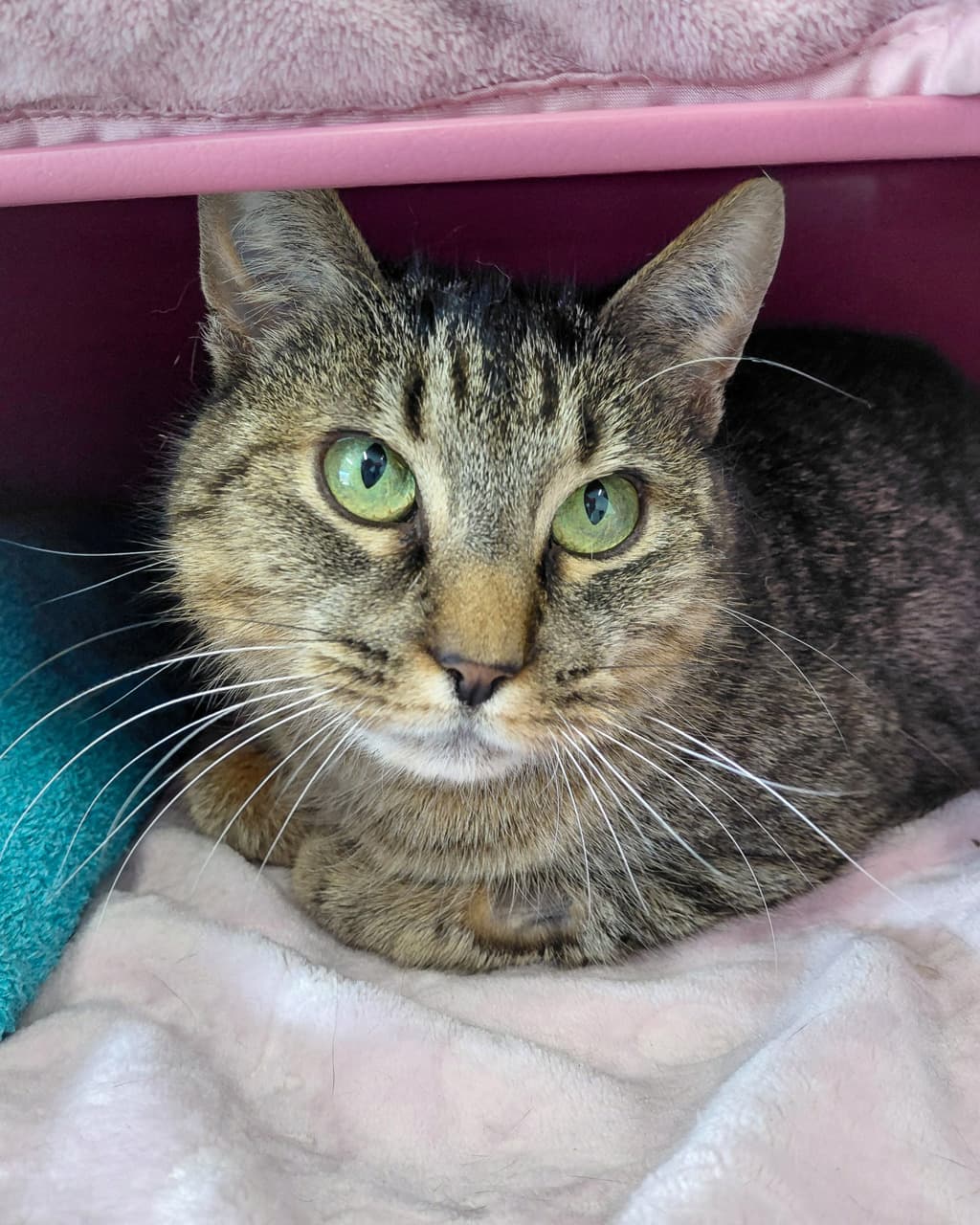 Josie - Domestic Shorthair cat available for adoption at Ten Lives Cat Centre in Hobart