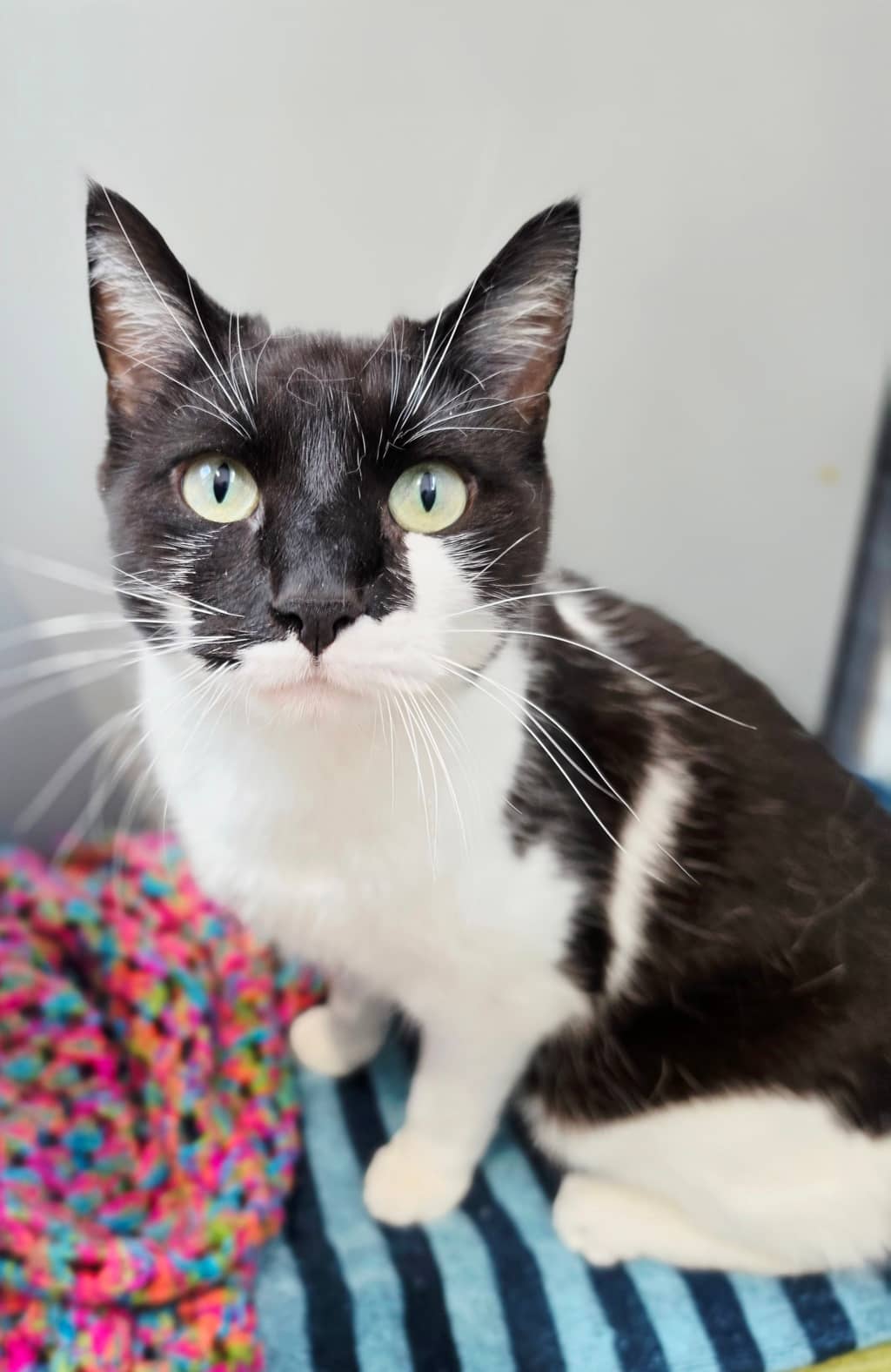 Kit - Domestic Shorthair cat available for adoption at Ten Lives Cat Centre in Hobart