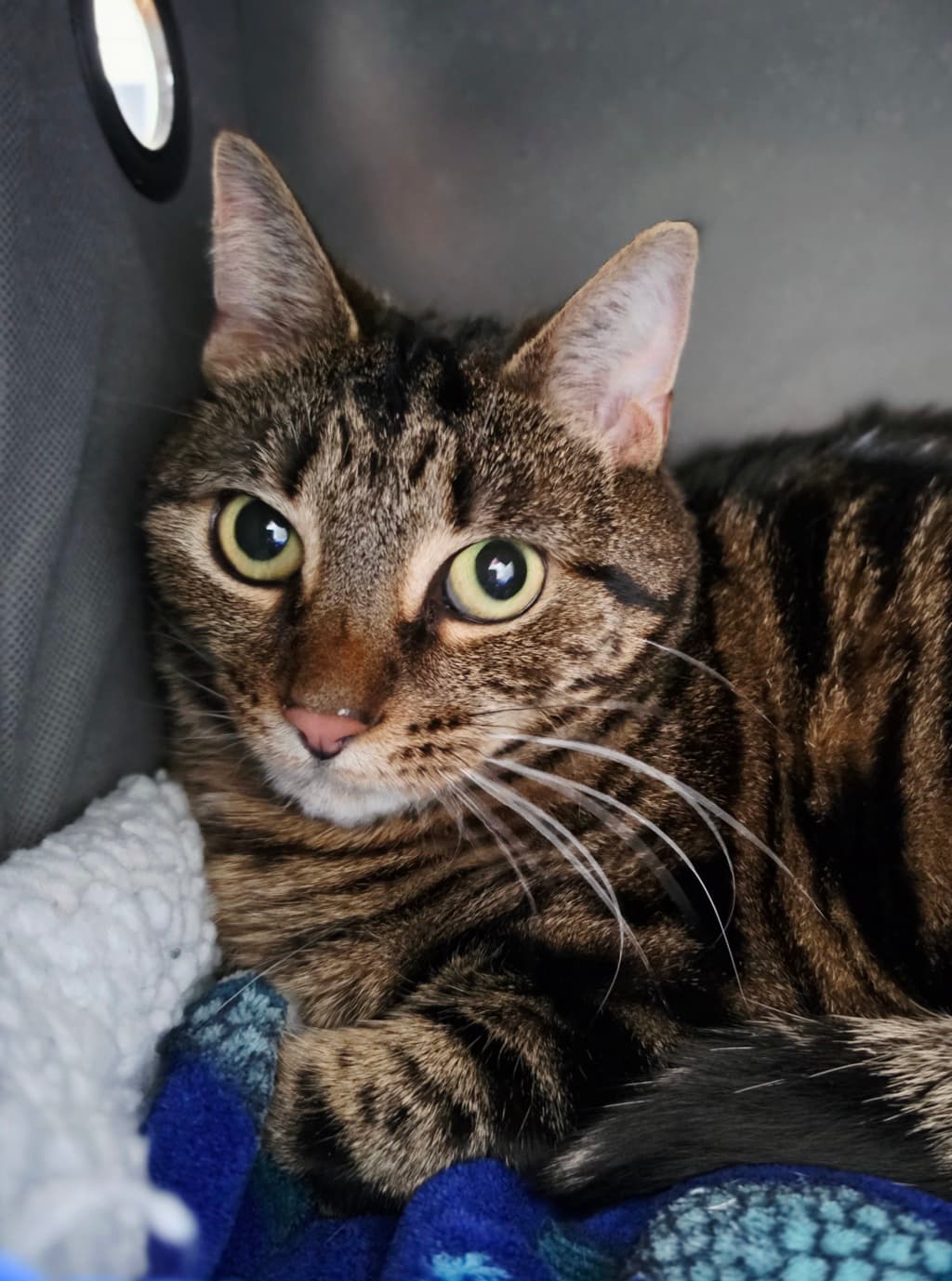 Cece - Domestic Shorthair cat available for adoption at Ten Lives Cat Centre in Hobart
