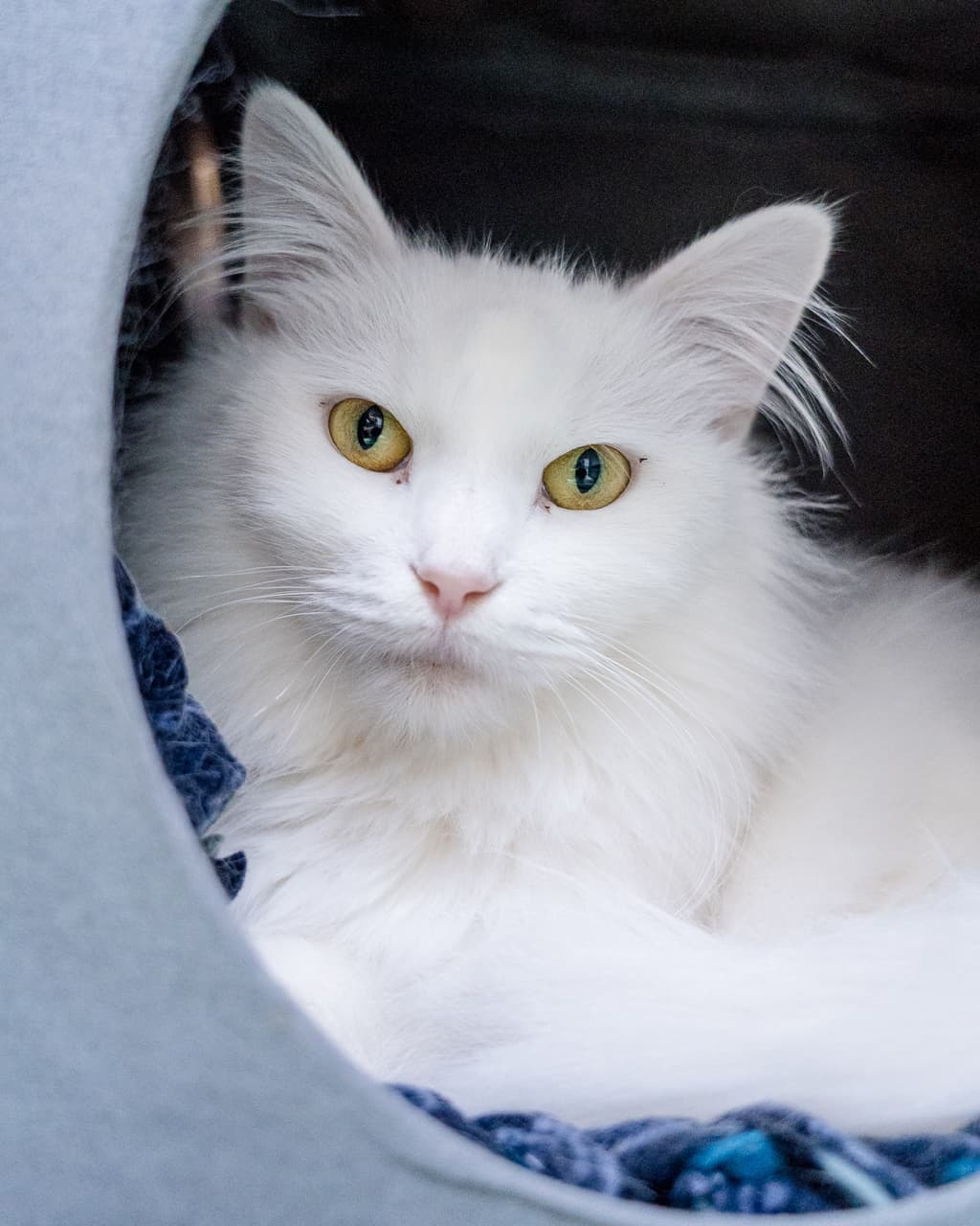 Frederick - Domestic Shorthair cat available for adoption in Hobart