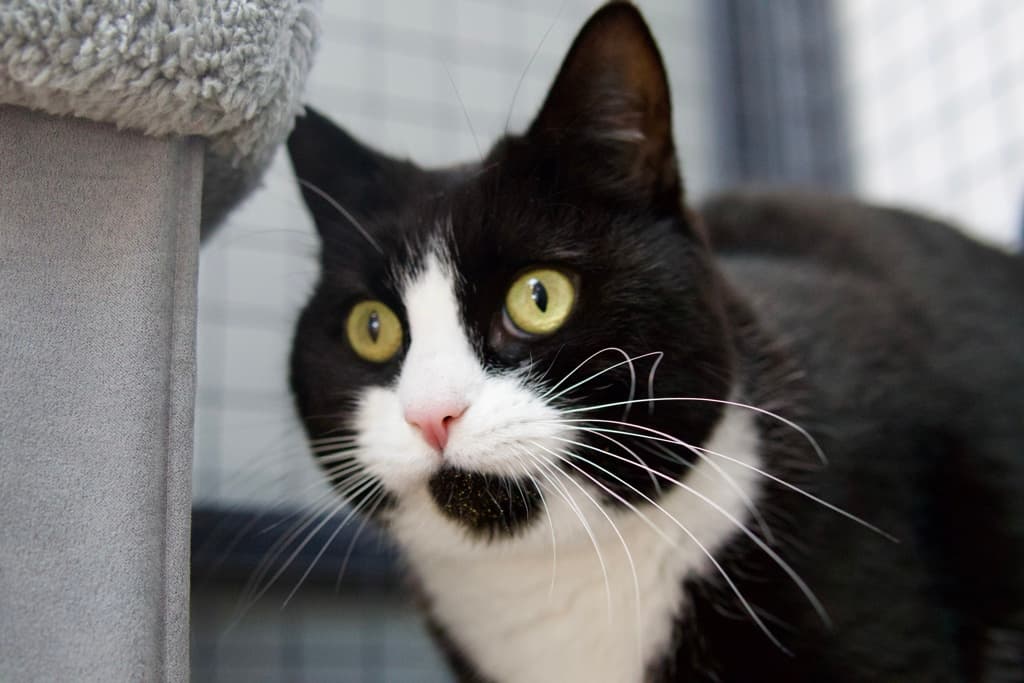Vela - Domestic Shorthair cat available for adoption at Ten Lives Cat Centre in Hobart