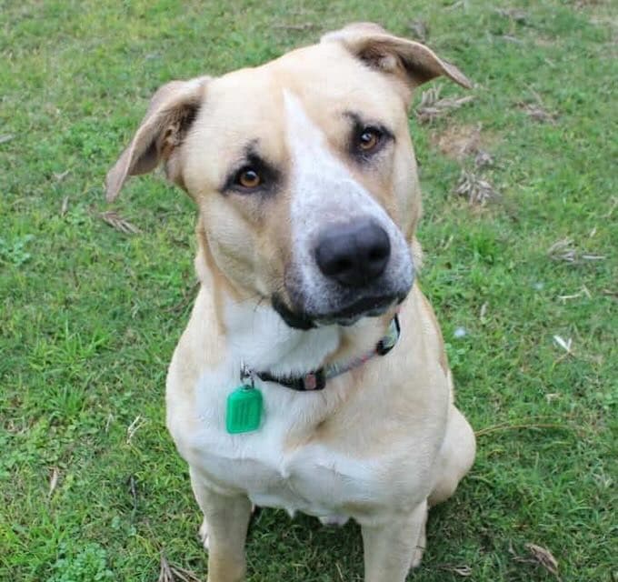 Barney - Cattle Dog Labrador Mix available for adoption in Sydney