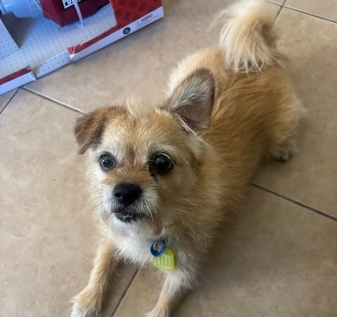 Kandii - Pomeranian mix available for adoption in Sydney