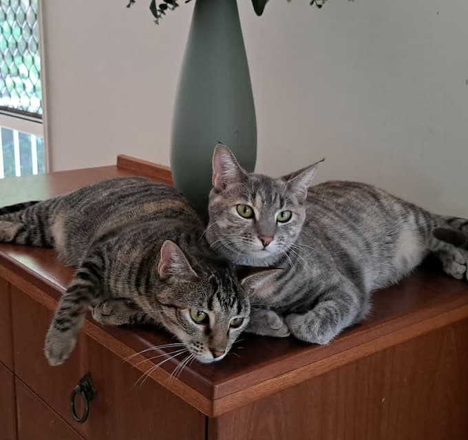Maggie and Polly - Domestic Short Hair cat available for adoption at Animals in Need Brisbane in Brisbane
