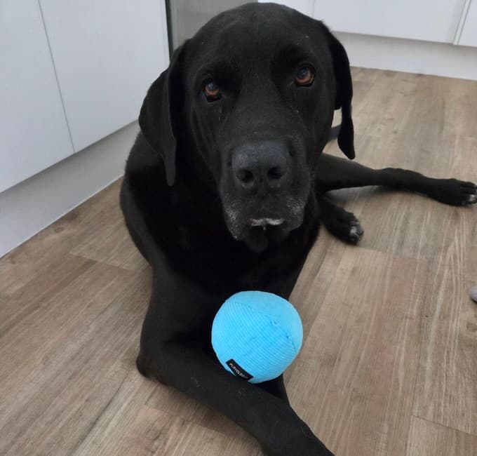Malli - Mastiff mix available for adoption in Sydney