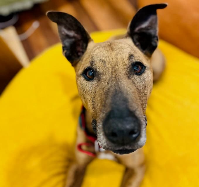 Trigger - Staffordshire Bull Terrier Mix available for adoption in Sydney