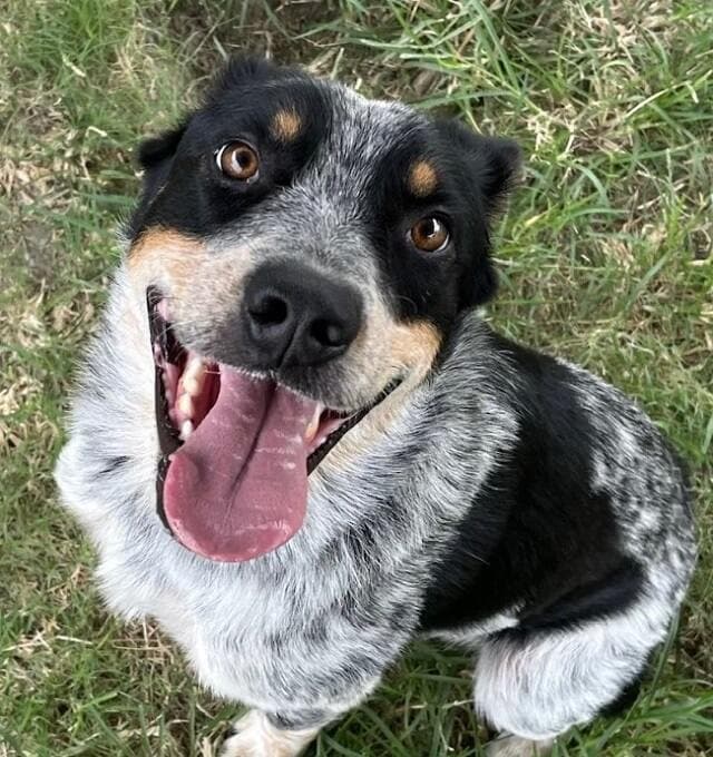 Felix - Australian Cattle Dog Mix available for adoption in Sydney