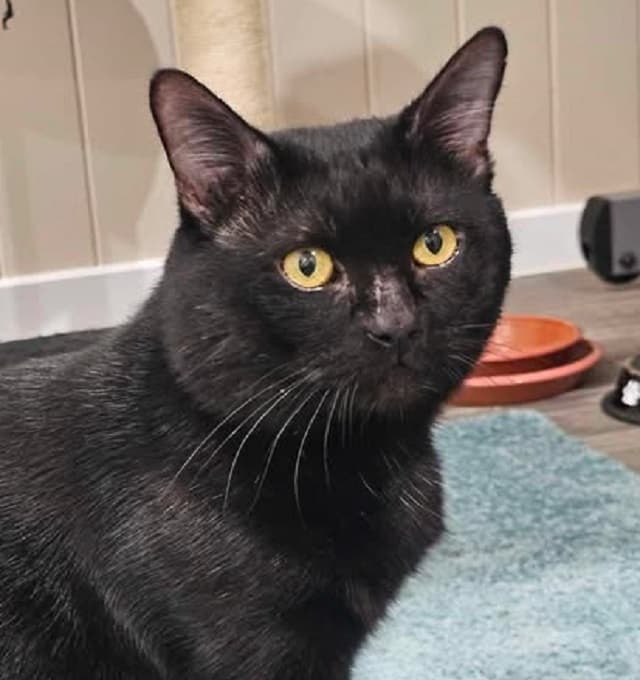 Pepper - Domestic Short Hair cat available for adoption at Animals in Need Brisbane in Brisbane