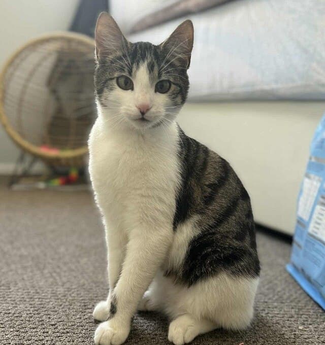 Felix - Domestic Short Hair cat available for adoption in Sydney