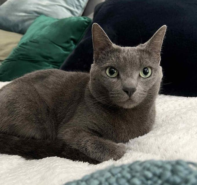 Bubbles - Russian Blue Domestic Short Hair mix cat available for adoption in Sydney