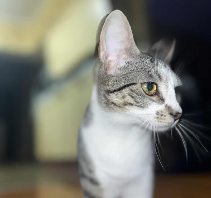 Callie - Domestic Short Hair cat available for adoption at Animals in Need Brisbane in Brisbane