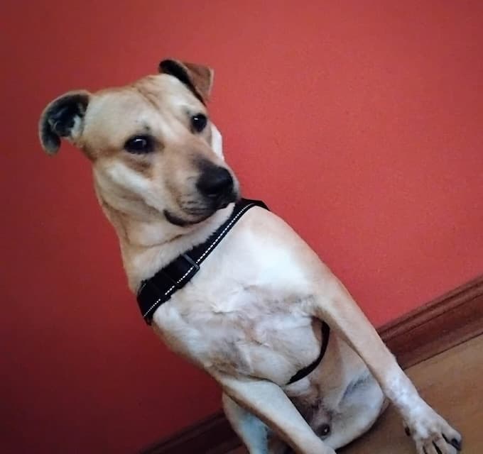 Steven - Staffordshire Terrier Sharpei Mix available for adoption in Sydney