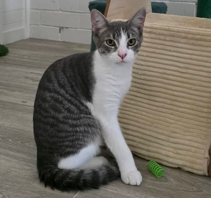 Chester - Domestic Short Hair cat available for adoption in Sydney