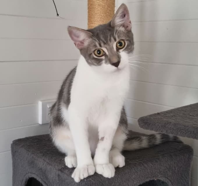 Rocco - Domestic Short Hair cat available for adoption at Animals in Need Brisbane in Brisbane