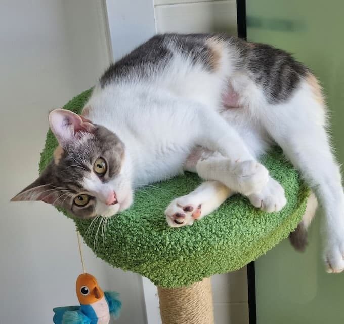 Ruby - Domestic Short Hair cat available for adoption at Animals in Need Brisbane in Brisbane