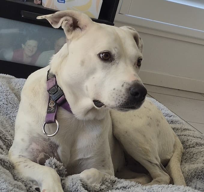 Sasha - Staffordshire Terrier mix available for adoption in Sydney