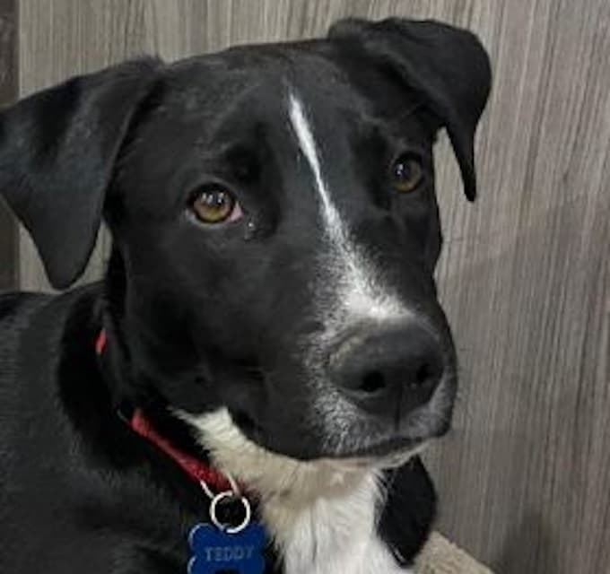 Teddy - Border Collie Staffy mix available for adoption in Sydney
