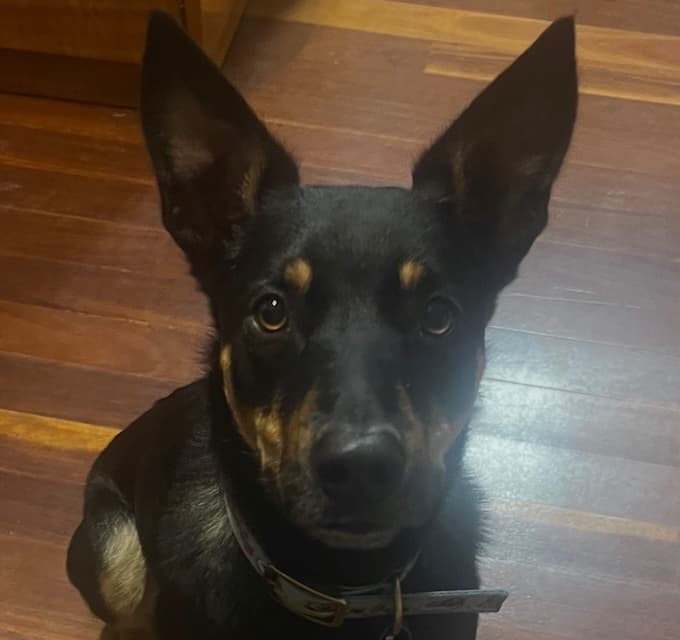 Banksy - Kelpie mix available for adoption in Sydney