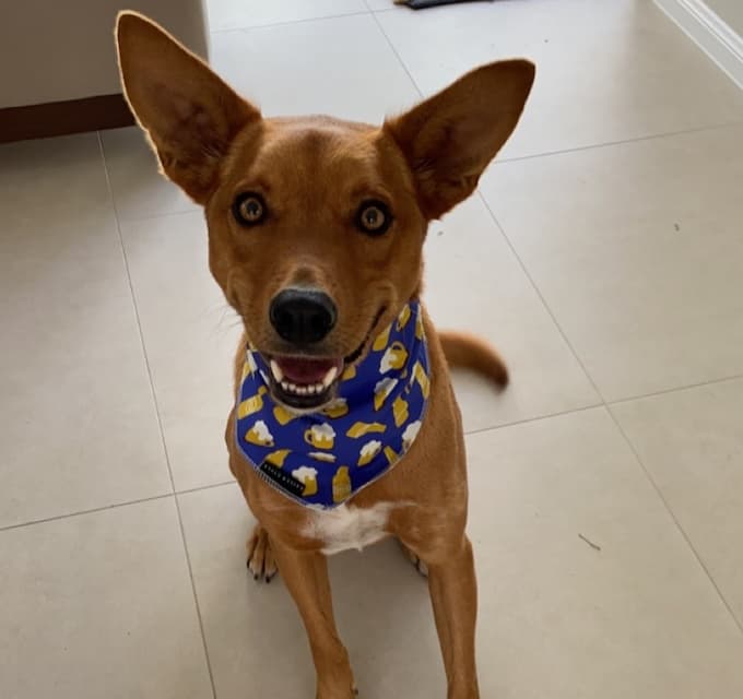 Ted - Kelpie mix available for adoption in Sydney