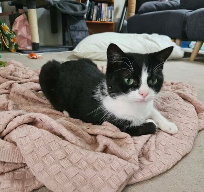 Jersey - Domestic Short Hair cat available for adoption at Animals in Need Brisbane in Brisbane