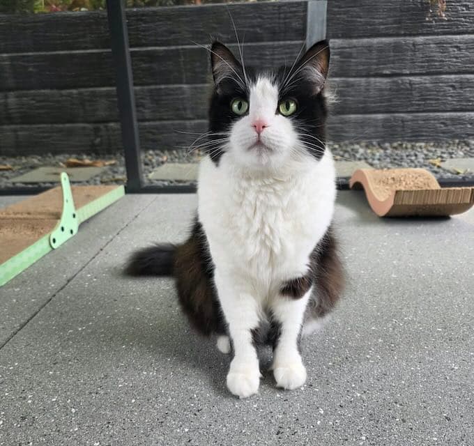 Lola - Domestic Medium Hair cat available for adoption at Animals in Need Brisbane in Brisbane