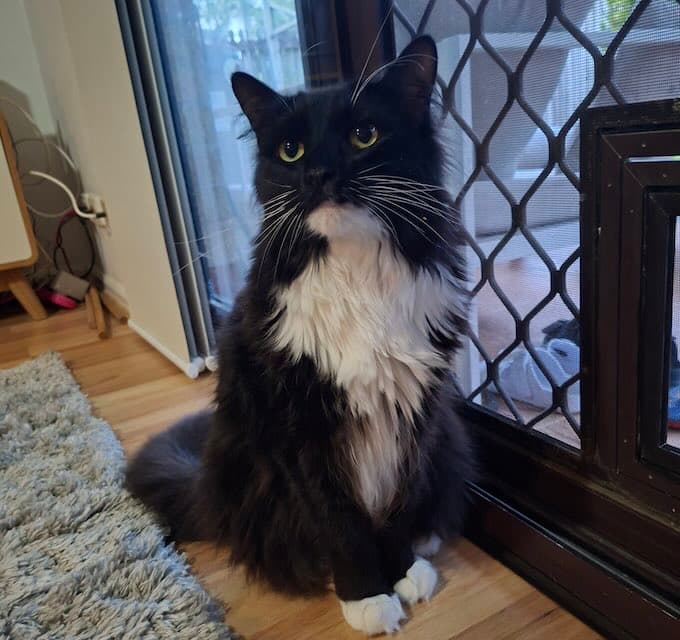 Manny - Domestic Medium Hair cat available for adoption at Animals in Need Brisbane in Brisbane
