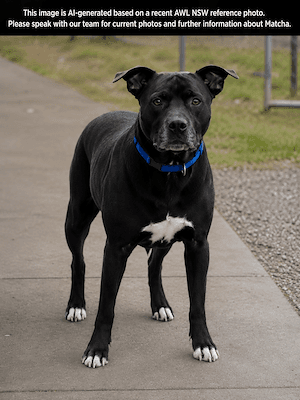 Ava - Black Mouth Cur available for adoption in Sydney