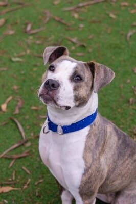Ava - Black Mouth Cur available for adoption in Calgary