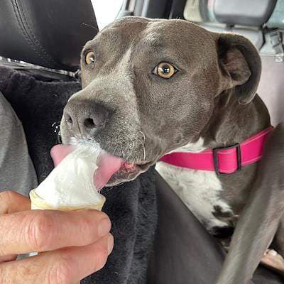 Brutus - American Staffordshire Terrier available for adoption in Sydney