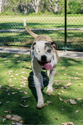 Layla - American Bulldog available for adoption in Calgary
