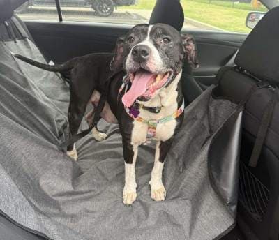 Bunny - American Staffordshire Terrier available for adoption in Sydney