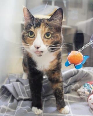 Buttercup - Domestic Short Hair cat available for adoption in Calgary