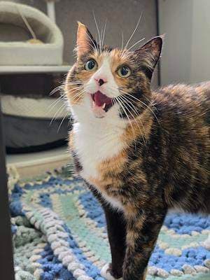 Lilliana - Domestic Short Hair available for adoption in Sydney
