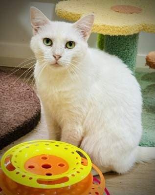 Lily - Domestic Short Hair cat available for adoption at Animal Welfare League NSW in Sydney